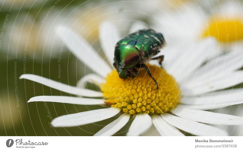 Rosenkäfer Tier Käfer Makroaufnahme Nahaufnahme Insekt krabbeln Natur glänzend Tierporträt Detailaufnahme Außenaufnahme Garten Pflanze Frühling Farbfoto Umwelt