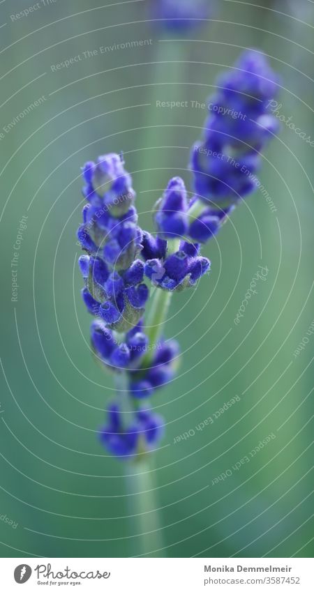 Lavendel Liebe lavendel Pflanze violett Natur Farbfoto Außenaufnahme Sommer Blüte Duft Blume Heilpflanzen Umwelt Geruch Makroaufnahme beruhigend natürlich