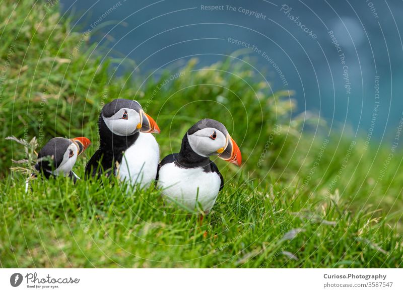 Papageitaucher (Fratercula arctica) auf Mykines, Färöer-Inseln. Dänemark. Europa Porträt Vögel lustig im Freien Familie Fischen Wales Klippen Kanada