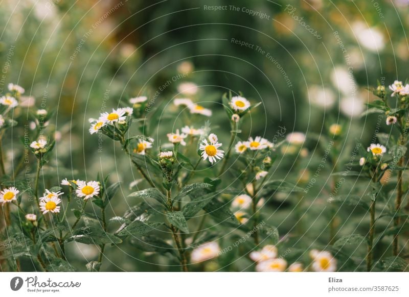 Leider kein Mohn :( Blumen Wildblumen Frühling Blüte Pflanze Natur Blühend Garten draußen gelb weiß Sommer Wiese