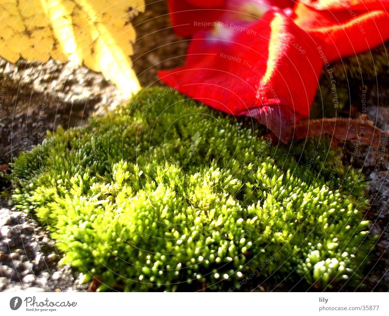 Rosenmoos Rosenblätter Blatt Herbstlaub Licht rot grün Sonne Beleuchtung Moos