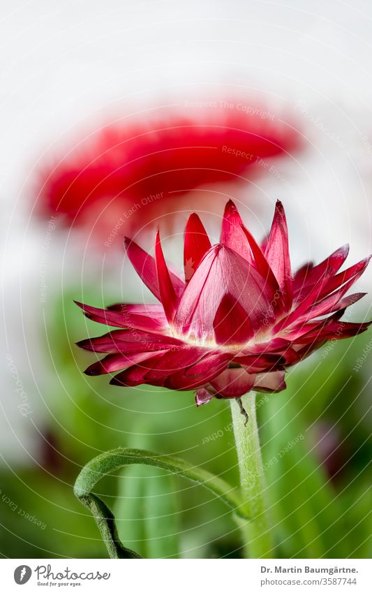 Strohblume, rote Kultursorte Blume Blütenstand Sorte Auslese Sommerblüher Korbblütler Asteraceae Compositae