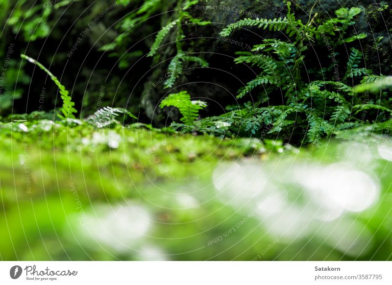 Frisches grünes Moos und Farne mit Wassertropfen wachsen im Regenwald Wurmfarn Blätter Tau Natur frisch Makro Garten Wald Tropfen nass Algen üppig (Wuchs)