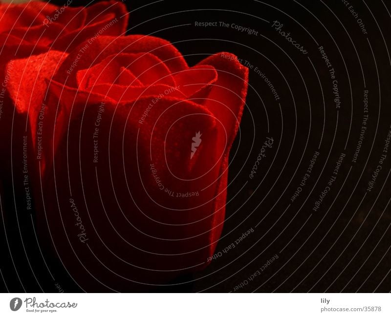 red rose Rose schwarz rot Romantik Seife Kosmetik Rosenblüte Makroaufnahme Nahaufnahme Farbe der Liebe Savon Kitsch Badezusatz Duftbad