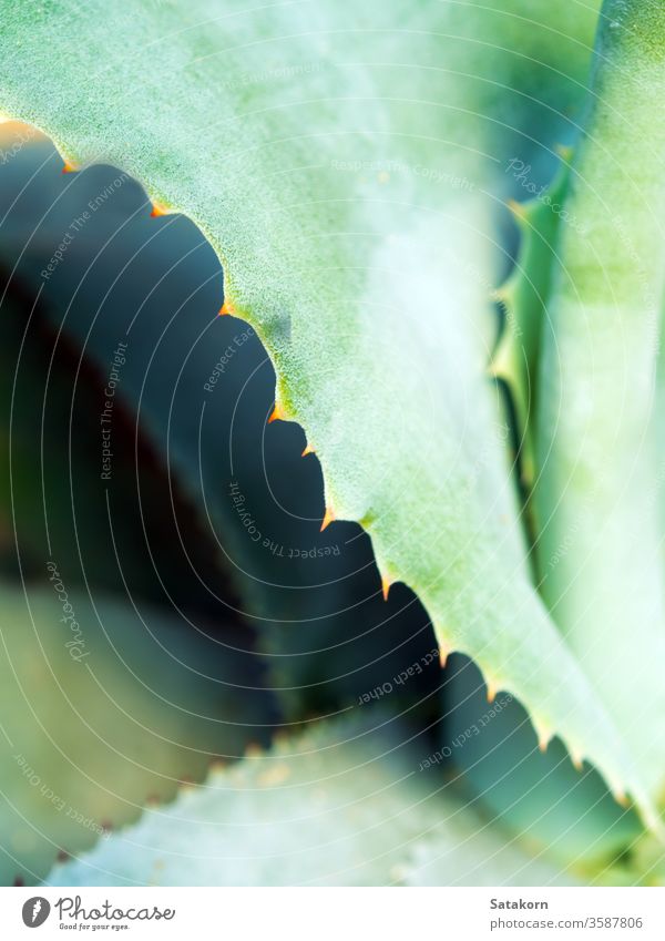 Sukkulente Pflanze Nahaufnahme, Dorn und Detail an Blättern der Agavenpflanze Stachel Blatt grün weiß Wachs silberfarben grau schön Natur Textur symmetrisch