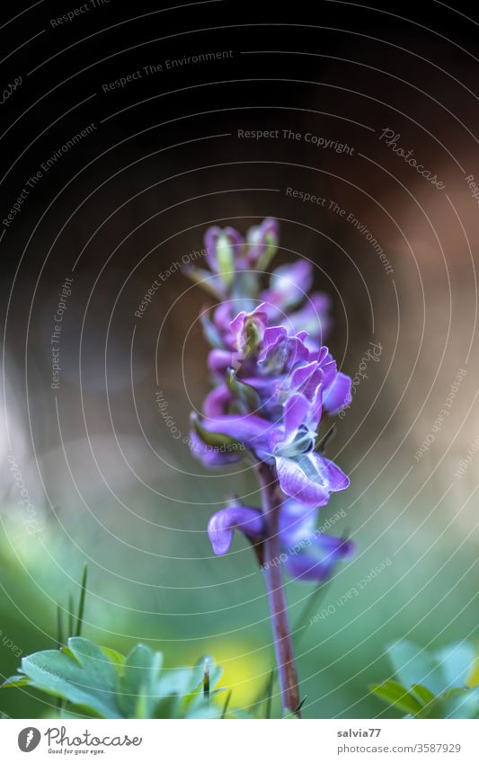 blaue Schönheit, der Lerchensporn Blume Natur Blüte Pflanze Nahaufnahme Frühling blau lila grün Frühblüher schön Garten blühen Duft Corydalis natürlich