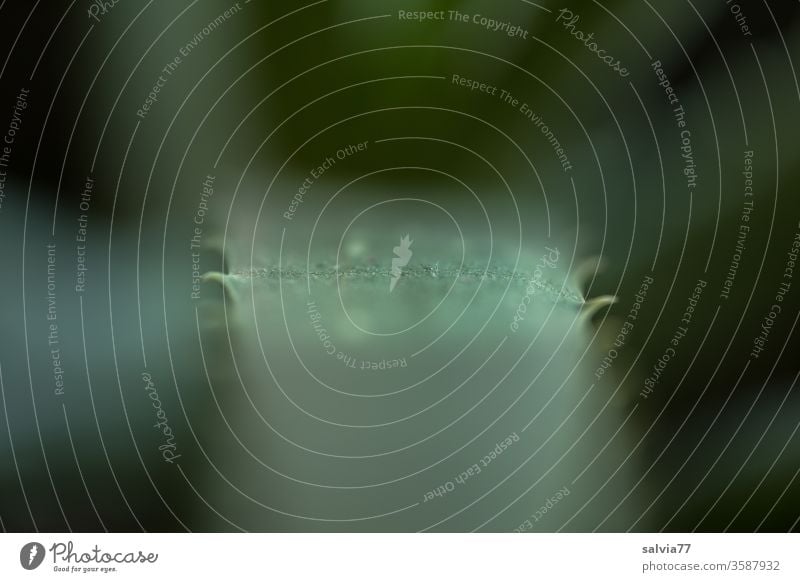 bewaffnet mit Zähnen | Aloe vera Blatt Aloe Vera Unschärfe Pflanze Heilpflanzen gezahnt Nahaufnahme Natur grün Kosmetik Kaktus Hintergrund neutral