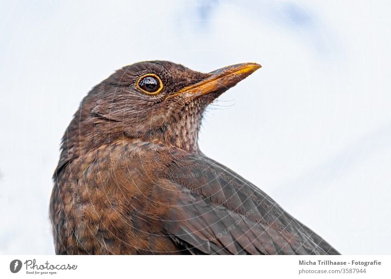 Amsel Porträt Turdus merula Tiergesicht Auge Schnabel Feder gefiedert Vogel Wildtier Natur Himmel Blick beobachten nah Makroaufnahme Nahaufnahme Detailaufnahme