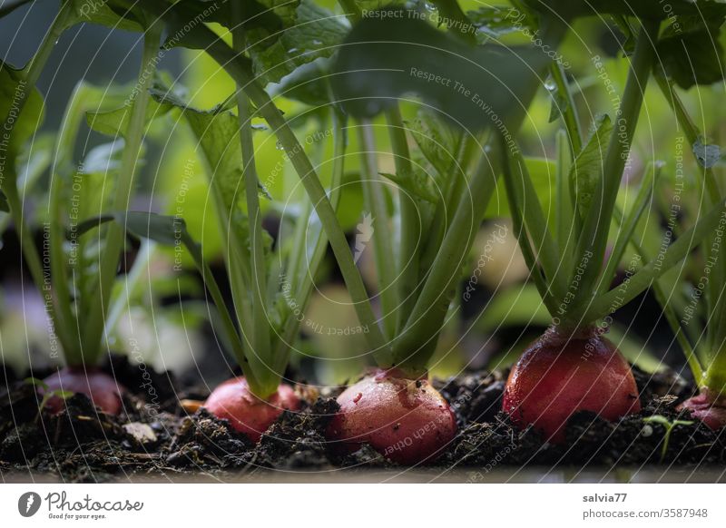 erntereife Radieschen im Balkonkasten Gemüse Vegetarische Ernährung Lebensmittel frisch natürlich lecker Bioprodukte Farbfoto rot Erde Natur Nahaufnahme Essen