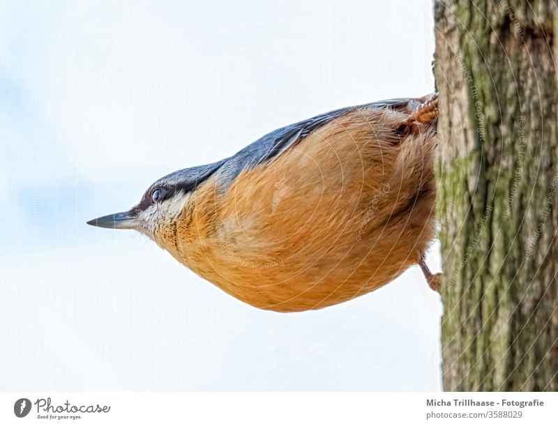 Kleiber am Baumstamm Sitta europaea Vogel Kopf Schnabel Auge Krallen gefiedert Feder Flügel hängen beobachten Blick Tiergesicht Wildtier Natur Wildvogel