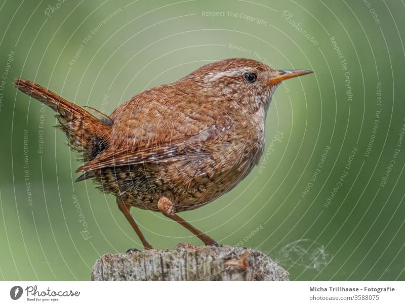 Zaunkönig Porträt Troglodytes troglodytes Tiergesicht Kopf Schnabel Auge gefiedert Feder Flügel Krallen Vogel Wildtier Natur Schönes Wetter Sonnenlicht