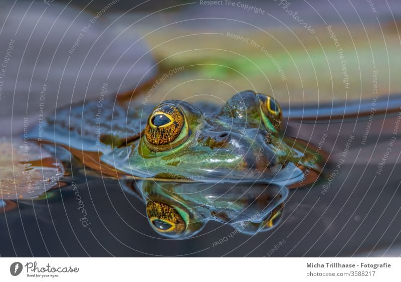 Teichfrosch im Wasser Frosch Pelophylax Wasserfrosch Kopf Gesicht Augen Maul Nase See Wasseroberfläche schwimmen Spiegelung Spiegelbild Reflexion Blick