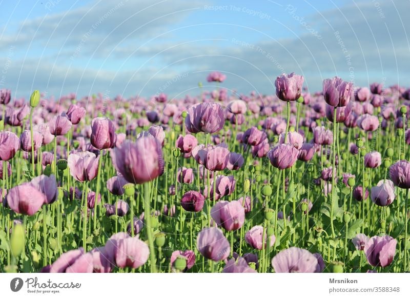 rosa Mohnfeld mohnblumen Mohnkapsel Mohnblüte backmohn Sonnenuntergang Abenddämmerung Feld Feldfrüchte Horizont draußensein Landschaftsformen nutzung