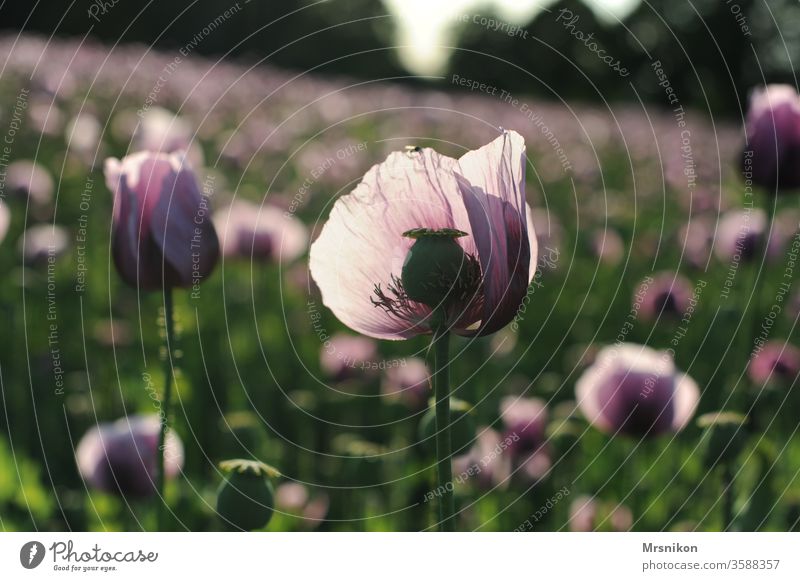 Abendstimmung im Mohnfeld mohnblumen Mohnkapsel rosa Mohnblüte backmohn Sonnenuntergang Abenddämmerung Feld Feldfrüchte Horizont draußensein Landschaftsformen