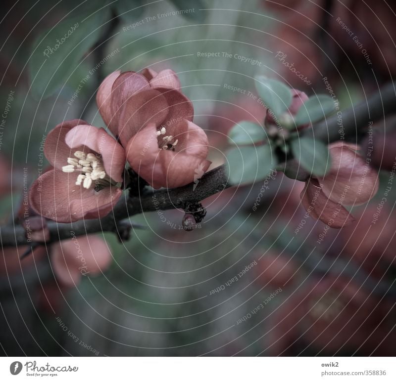 Fleur rouge Umwelt Natur Pflanze Frühling Klima Wetter Blüte Wildpflanze dunkel schön klein nah Zweig Blütenblatt Pollen Farbfoto Gedeckte Farben Außenaufnahme