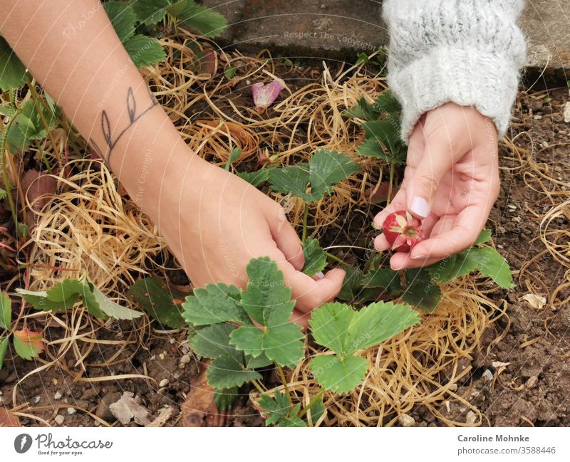 Erdbeeren pflücken Frucht Ernährung Lebensmittel Vegetarische Ernährung Farbfoto Bioprodukte Gesunde Ernährung Nahaufnahme Frühstück Design Sommer Diät Stil