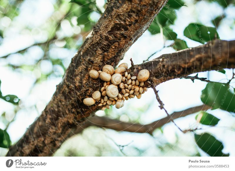 Schnecken an einem Baumstamm Riesenglanzschnecke Schneckenplage Schneckenhaus Plage Natur krabbeln Tier Außenaufnahme Farbfoto Garten grün Nahaufnahme natürlich