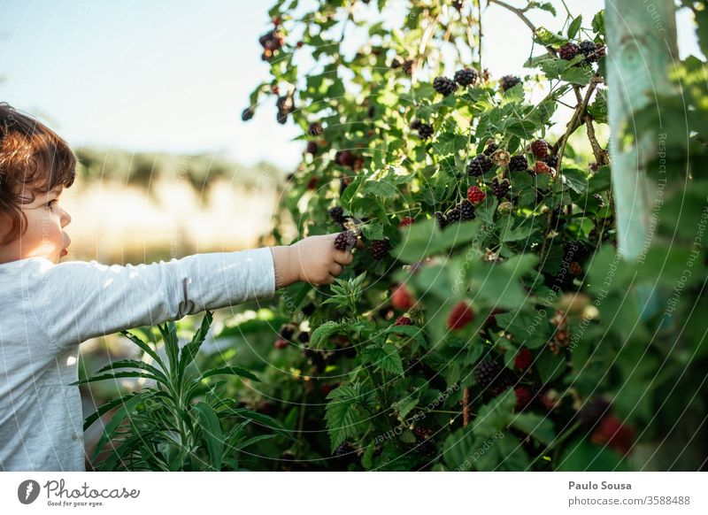 Kind pflückt Brombeeren Brombeerbusch Beeren Bioprodukte Frische Frucht Farbfoto Nahaufnahme Ernährung Natur Lebensmittel Sommer lecker Vegetarische Ernährung