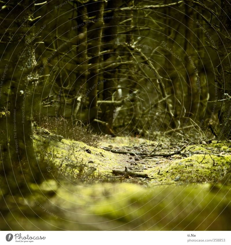 Rømø | Wildnis Frühling Moos Wald Wachstum wild braun gelb grün ruhig Abenteuerlust Farbfoto Gedeckte Farben Außenaufnahme Froschperspektive