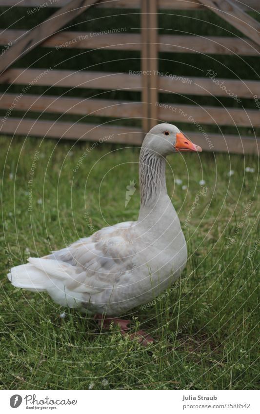 Wunderschöne Bilderbuch Gans steht auf einer Wiese grau Gattertor Zaun Holztor Gänseblümchen Natur Freilandhaltung Geflügel Biohaltung gesund lebenswert Sommer