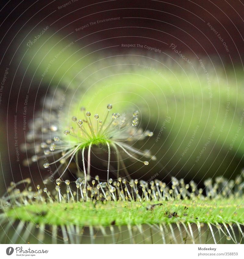 heavenly tears (6) Umwelt Natur Pflanze Wasser Wassertropfen Gras Blatt Wildpflanze exotisch kalt nass natürlich rund braun mehrfarbig gelb grau grün schwarz