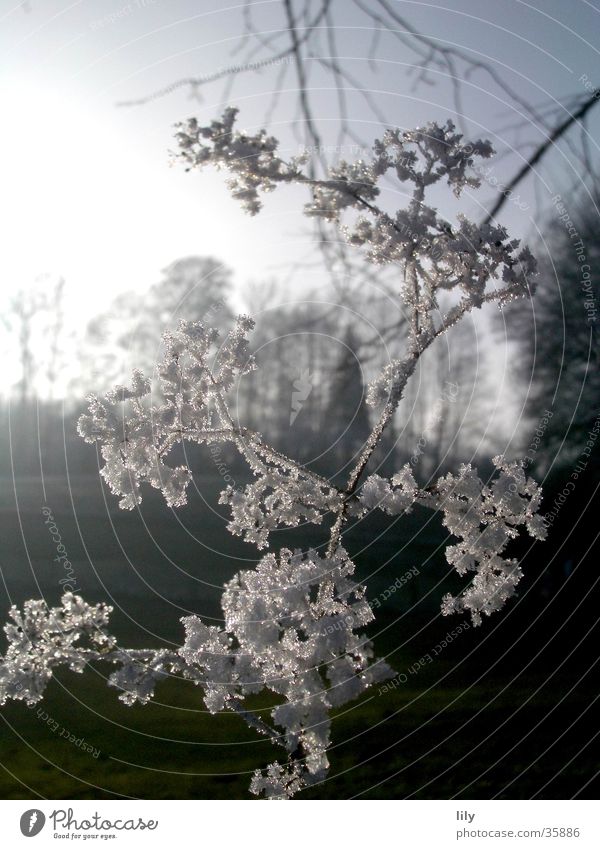 frostig #1 Raureif Winter kalt Klirren Frost Kontrast