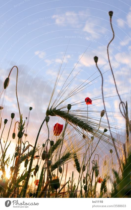 Gerstenfeld mit Mohn in der Abendsonne vor blauem Himmel mit Wölkchen Feld Feldrand Mohnblüten Klatschmohn Getreide Licht blaue Stunde angestrahlt blauer Himmel