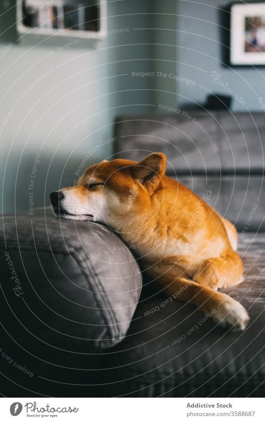 Süßer Rassehund auf dem Sofa liegend bezaubernd shiba inu Hund Haustier Begleiter Reinrassig Lügen gemütlich Raum modern Appartement Plüsch grau weich