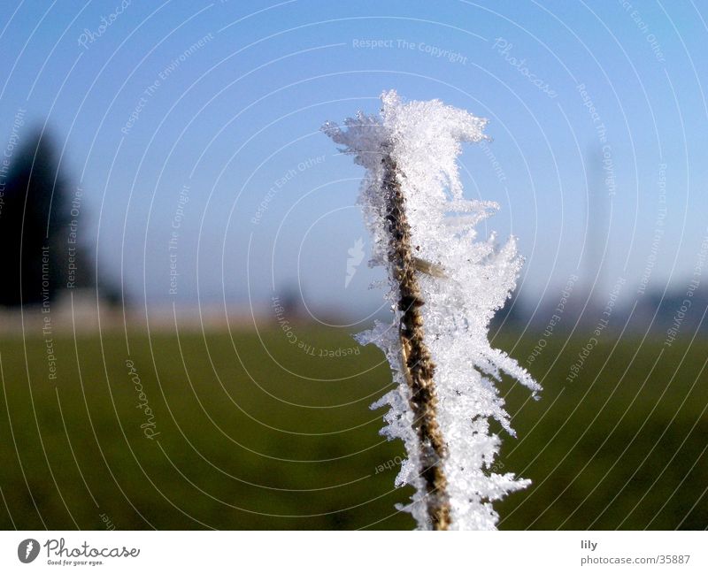 Frostästchen #3 Raureif kalt Winter Klirren zerbrechlich weiß grün Eis Ast Kontrast Himmel Eisstacheln blau