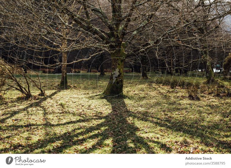 Gealterter Großbaum im Herbstwald Wald Baum Holz Natur Landschaft Park Welt Ansicht Moos Republik Irland Umwelt Panorama hell farbenfroh malerisch fallen reisen