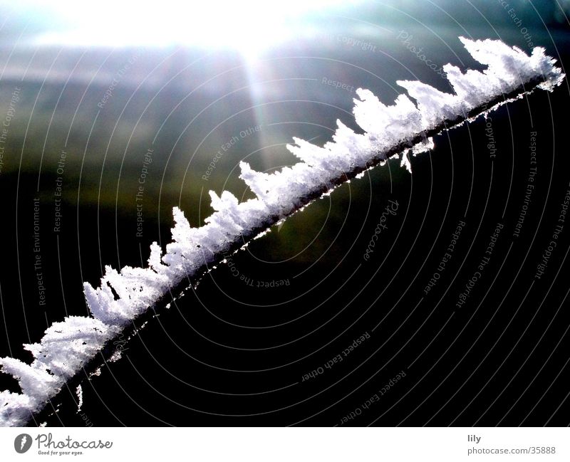 Frostästchen Winter kalt Raureif Sonne Eis Ast
