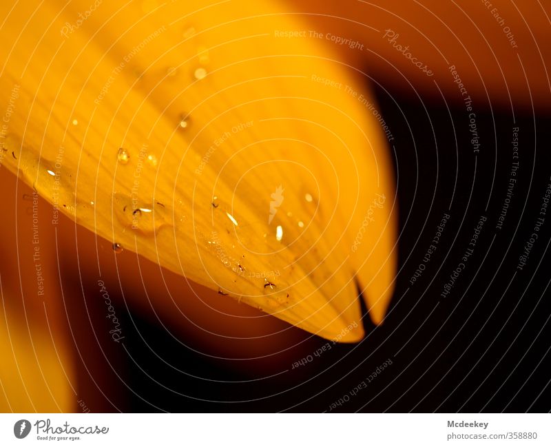 PS: Sonnenblumen sind gelb! (1) Umwelt Natur Pflanze Wassertropfen Blume Blatt Blüte Park Wald fest Flüssigkeit frisch schön nass natürlich braun gold orange