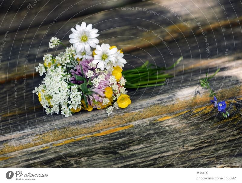 Blumenstrauß Dekoration & Verzierung Valentinstag Muttertag Hochzeit Frühling Sommer Blüte Blühend Duft Verliebtheit Romantik Wiesenblume Holz Parkbank pflücken