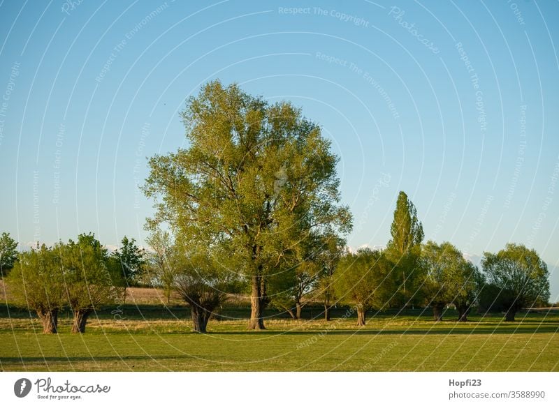 Weiden Baumgruppe weide weiden korbweide baum Laubbaum Sommer sonne Sonnenschein grün Himmel blau Wolkenloser Himmel groß alt Natur Außenaufnahme Landschaft