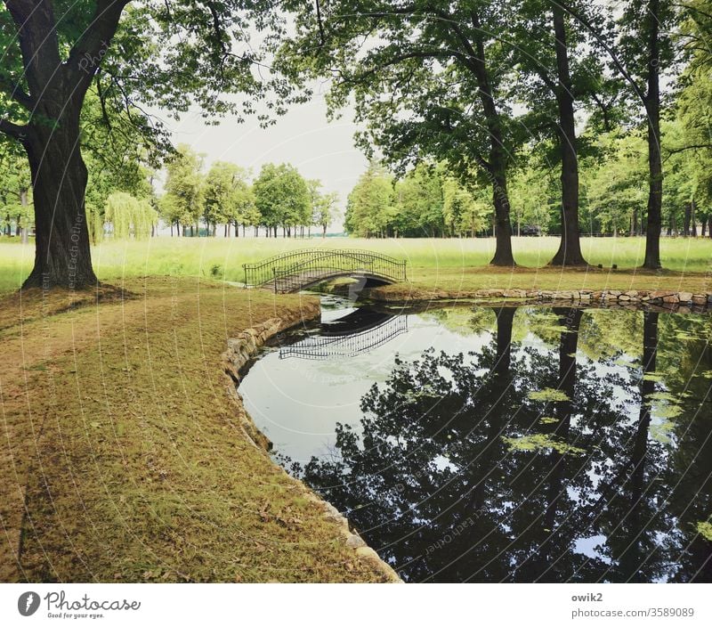 Schwungvoll Teich Park stille Brücke Bogenbrücke Brückengeländer geschwungen elegant Bäume Wasser Wiese Pflanzen Außenaufnahme Farbfoto Menschenleer Natur Baum