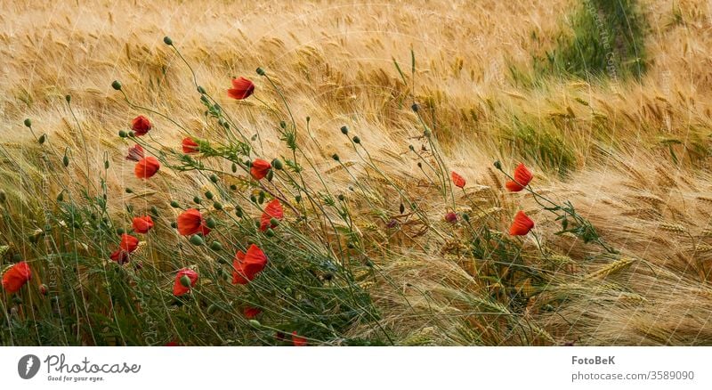 Getreidefeld mit Mohnblumen Kornfeld Sommer mohnblumen rot gelb grün Landwirtschaft Umwelt Natur Gerstenfeld