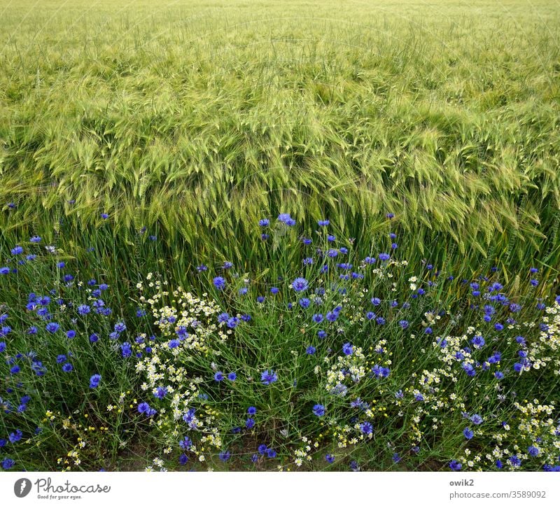 Korn und Blumen Feld Acker Feldrand Getreide Kornfeld Kornblumen Natur Landwirtschaft Getreidefeld grün Pflanze Außenaufnahme Landschaft Umwelt Nutzpflanze