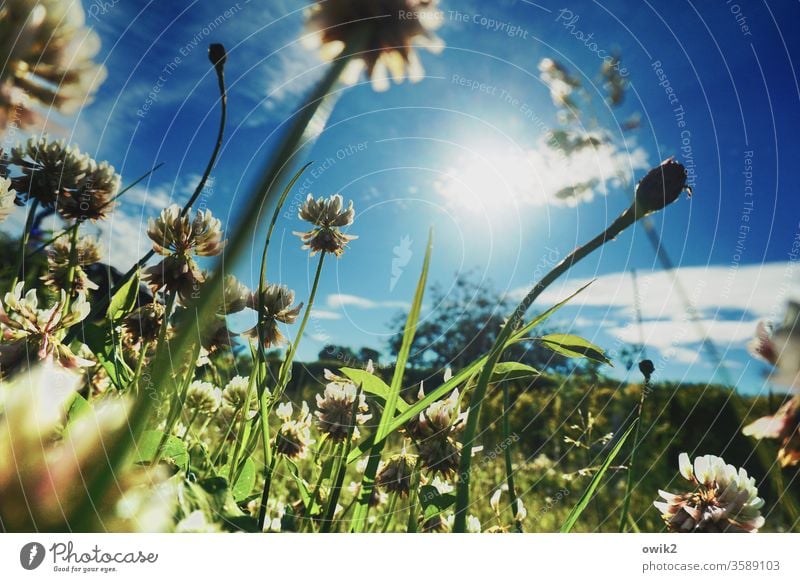 Kleine Landschaft Wiese Gras Froschperspektive unten Halme leuchten wachsen blühen Wiesenblumen Schwache Tiefenschärfe Himmel Wolken Sonne Sonnenlicht