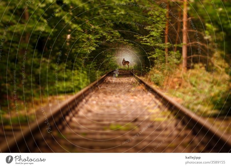 5000_ich glaub mich knutscht ein elch Reh Rehkitz Schienennetz Tier Wildtier Farbfoto Natur Tag Tierjunges Menschenleer Außenaufnahme Tierporträt Umwelt Wald