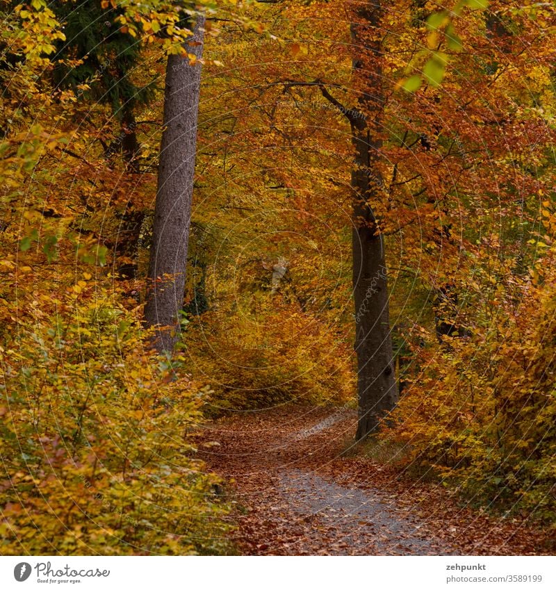 Ein weitgehend mit Blättern bedeckter Weg kurvt durch den farbigen Herbstwald Herbstlaub Herbstfärbung Waldweg Baum goldener herbst November herbstlich