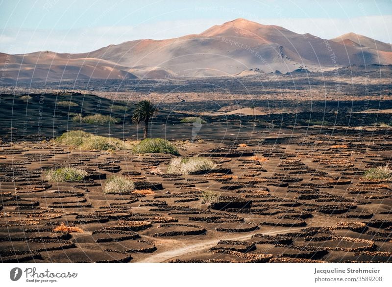 Weinregion La Geria, Lanzarote, Spanien Kanarische Inseln Kanaren vulkanische Landschaft Montanas del Fuego Feuerberge Weinanbaugebiet Uga Bodega Weinpflanze