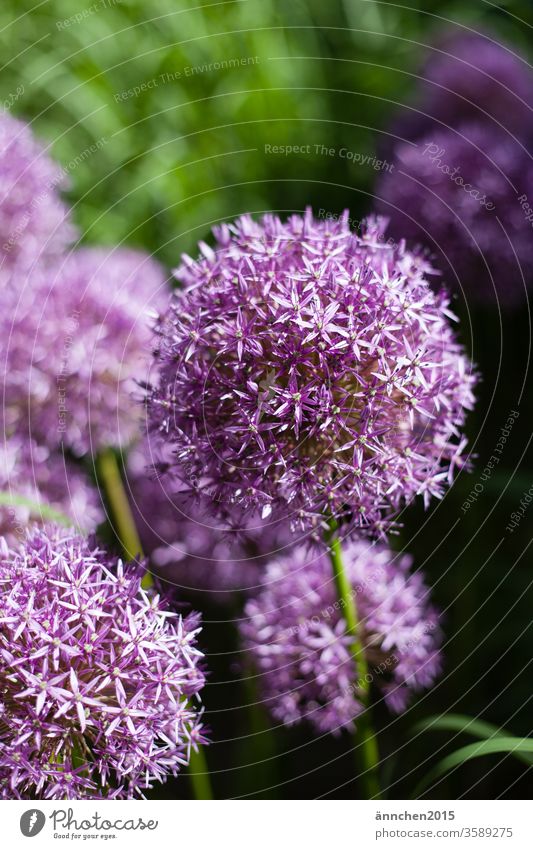 Blüten eines Riesenzierlauchs Allium blüte Zierlauch violett blühend Pflanze Blume Farbfoto Menschenleer Garten Frühling Natur Außenaufnahme Blühend Sommer