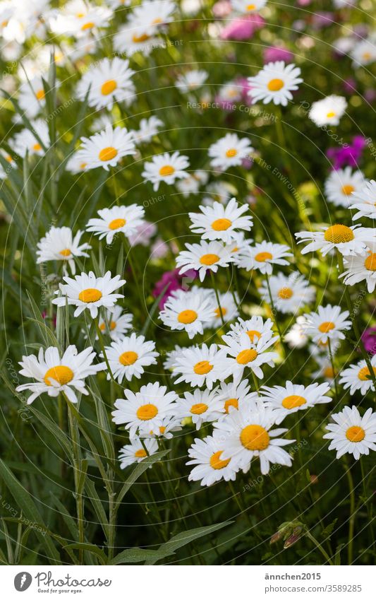 Eine wilde Naturwiese mit vielen weißen Margeriten Blume Sommer Frühling gelb grün Makroaufnahme Blühend Pflanze Blüte Farbfoto Nahaufnahme Menschenleer Tag