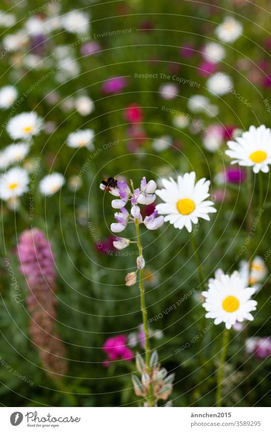 Eine Hummel sitzt auf einer Blume die in einer bunten Blumenwiese steht sammeln Blüte Natur Insekt Makroaufnahme Pflanze Pollen Sommer grün gelb Farbfoto