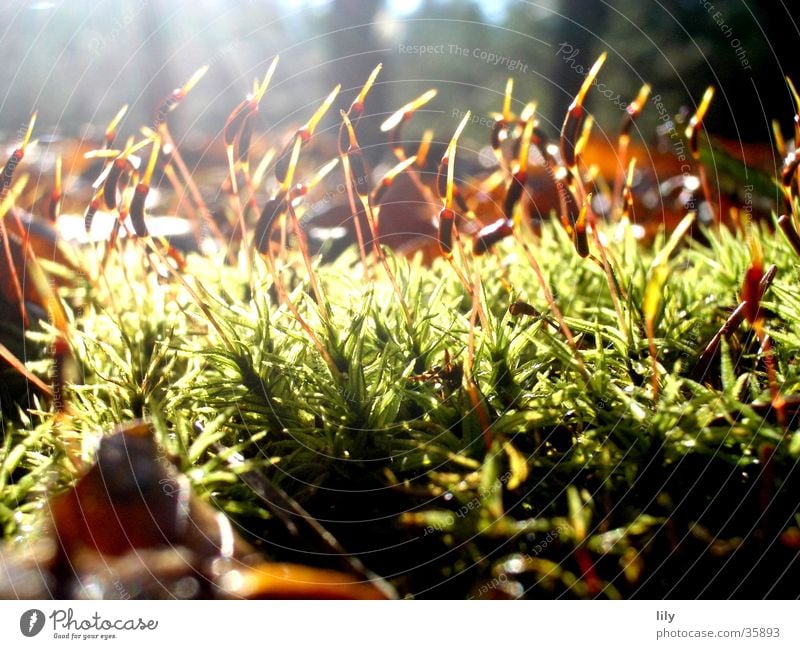 Bestrahltes Blatt Gras Wald Waldboden Herbst Licht Sonnenstrahlen grün braun Moos