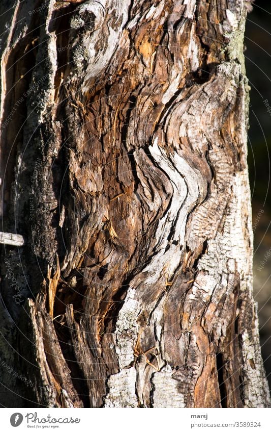 Gewellte Holzoptik Holzmaserung Schleife Maserung Holzstruktur Muster abstrakt beruhigend außergewöhnlich natürlich ausschnitt holzhintergrund