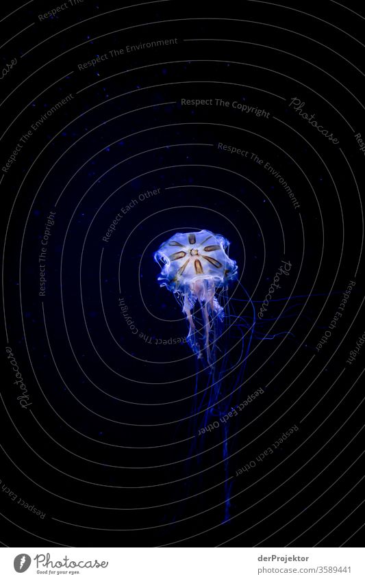 Schwimmende Qualle Wildtier qualleblue jellyfish ästhetisch hässlich Lebewesen Experiment Strukturen & Formen Hintergrund neutral Schwache Tiefenschärfe Totale