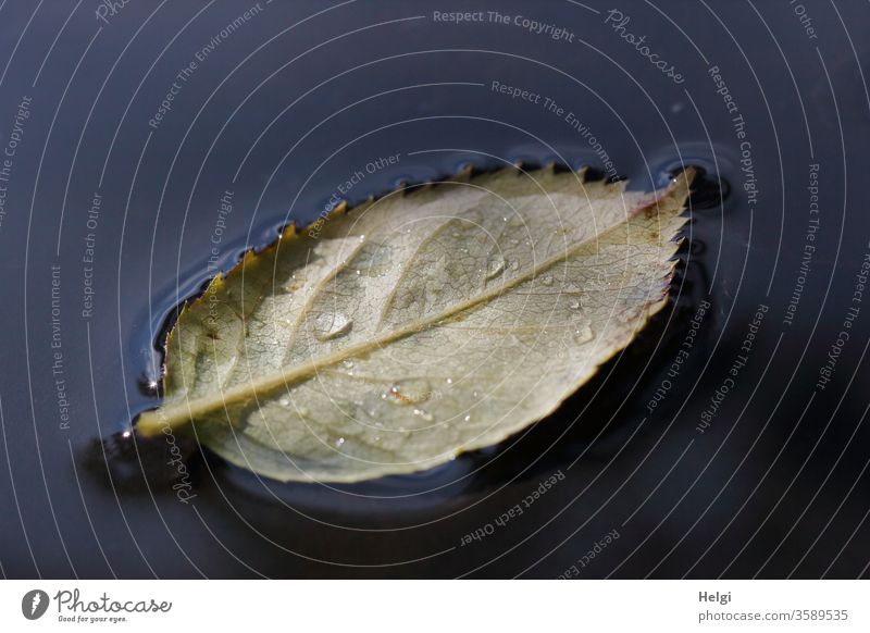 ein abgefallenes Rosenblatt mit Tropfen schwimmt in einer Wasserlache auf dem Gartentisch Blatt Rückansicht Blattadern Regentropfen Lache Pfütze schwimmen Licht