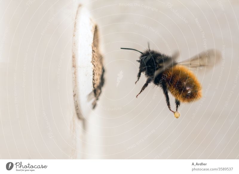 Makroaufnahme einer Mauerbiene (Osmia cornuta) im Flug Biene Bienen Brutzelle Lehm Loch Natur Wildbiene Wildbienen fliegen Insekt Tier Flügel Farbfoto