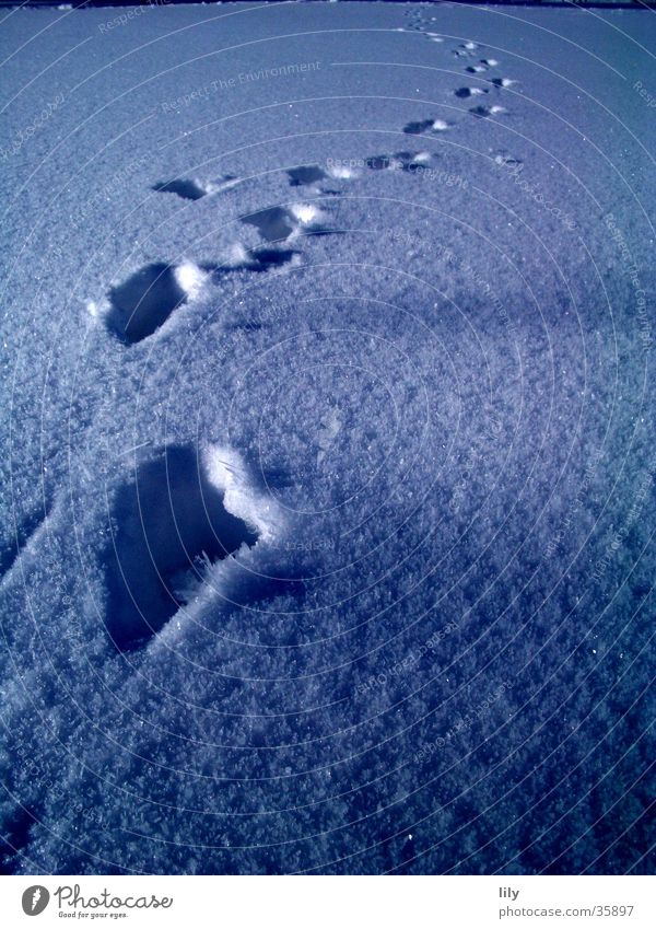 Spuren im Schnee #1 Schneedecke geheimnisvoll Mensch Sonne Verfolgung